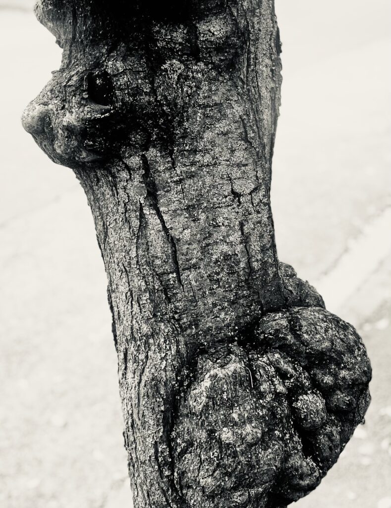 meztelen nő fából