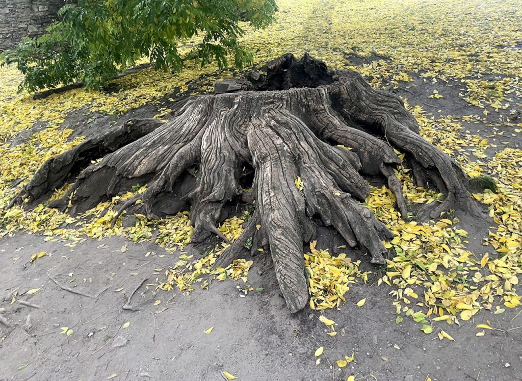 a fák állva hallnak