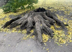 a fák állva hallnak