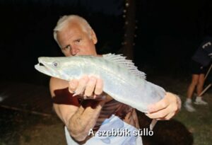 a szebbik süllő