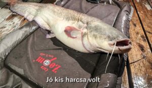 jó kis harcsa volt