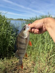 Észt vizeken venta suger 30cm